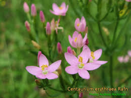 Attēlu rezultāti vaicājumam “Centaurium erythraea leaf”