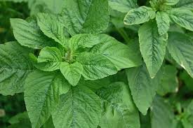 Attēlu rezultāti vaicājumam “Amaranthus retroflexus”