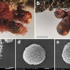 Attēlu rezultāti vaicājumam “Claustria didermoides spores”