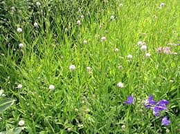 Image result for Succisella inflexa