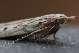 Attēlu rezultāti vaicājumam “Aphomia sociella female”