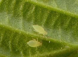 Attēlu rezultāti vaicājumam “Thecabius affinis nymph”