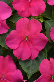 Image result for Impatiens walleriana