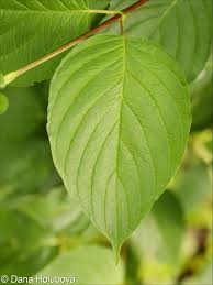 Attēlu rezultāti vaicājumam “Cornus alba”