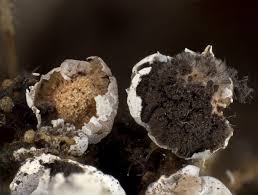 Attēlu rezultāti vaicājumam “Diderma chondrioderma”