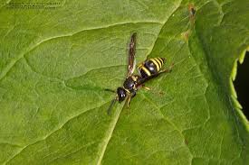 Attēlu rezultāti vaicājumam “Ancistrocerus sp. male”
