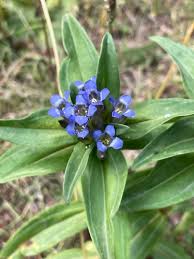 Attēlu rezultāti vaicājumam “Gentiana cruciata bud”