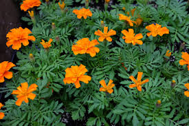 Attēlu rezultāti vaicājumam “Tagetes”