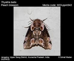 Attēlu rezultāti vaicājumam “Thyatira batis imago”