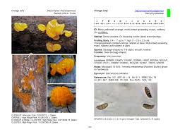 Attēlu rezultāti vaicājumam “Dacrymyces chrysospermus spores”