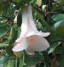 Attēlu rezultāti vaicājumam “xComagaria rosea”