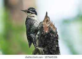 Attēlu rezultāti vaicājumam “Picoides tridactylus adult”