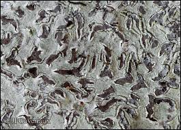 Attēlu rezultāti vaicājumam “Phaeographis dendritica”