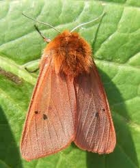 Attēlu rezultāti vaicājumam “Phragmatobia fuliginosa”