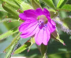 Attēlu rezultāti vaicājumam “Geranium dissectum flower”
