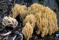 Attēlu rezultāti vaicājumam “Ramaria stricta”