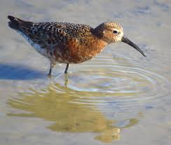 Attēlu rezultāti vaicājumam “Calidris ferruginea”