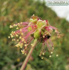 Attēlu rezultāti vaicājumam “Poterium sanguisorba flower”
