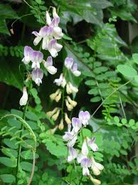 Attēlu rezultāti vaicājumam “Vicia sylvatica bud”