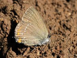 Attēlu rezultāti vaicājumam “Satyrium ilicis underside”