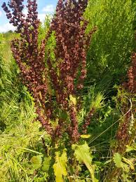 Attēlu rezultāti vaicājumam “Rumex confertus”