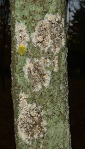 Attēlu rezultāti vaicājumam “Athelia arachnoidea”