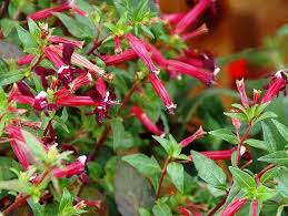 Image result for Cuphea ignea