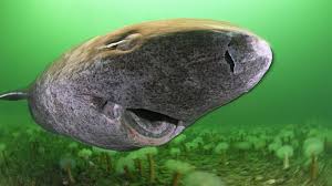 Image result for Somniosus microcephalus