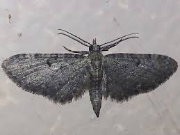 Attēlu rezultāti vaicājumam “Eupithecia satyrata”