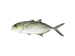 Image result for Caranx crysos