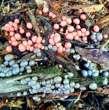Attēlu rezultāti vaicājumam “Lycogala sp.”