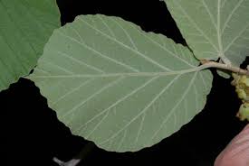 Attēlu rezultāti vaicājumam “Hamamelis mollis”