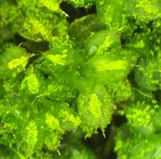 Attēlu rezultāti vaicājumam “Acrocarpous mosses”