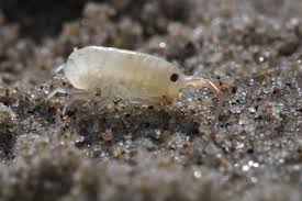 Attēlu rezultāti vaicājumam “Talitrus saltator”