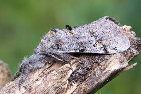 Attēlu rezultāti vaicājumam “Gynaephora selenitica larva”