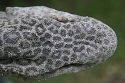 Image result for Poroderma pantherinum