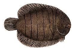 Image result for Solea solea