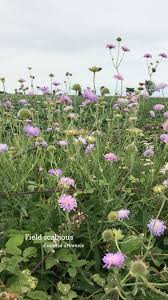 Image result for Knautia arvensis