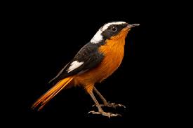 Image result for Phoenicurus moussieri