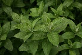 Attēlu rezultāti vaicājumam “Mentha longifolia”