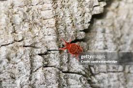 Attēlu rezultāti vaicājumam “Trombidiidae”