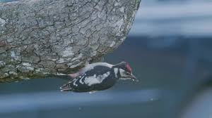 Attēlu rezultāti vaicājumam “Dendrocopos major juvenile”