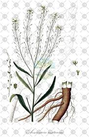 Attēlu rezultāti vaicājumam “Arabis hirsuta fruit”