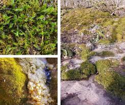 Attēlu rezultāti vaicājumam “Palustriella decipiens”