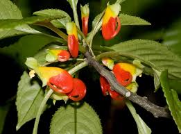 Attēlu rezultāti vaicājumam “Cardamine impatiens fruit”