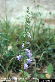 Image result for Campanula rapunculoides