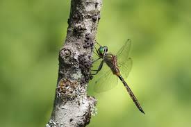 Attēlu rezultāti vaicājumam “Somatochlora flavomaculata”