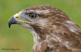 Attēlu rezultāti vaicājumam “Buteo buteo”
