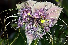 Image result for Tacca chantrieri
