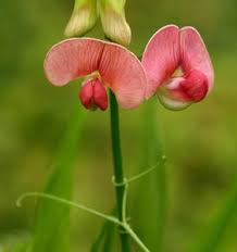Attēlu rezultāti vaicājumam “Lathyrus sylvestris flower”